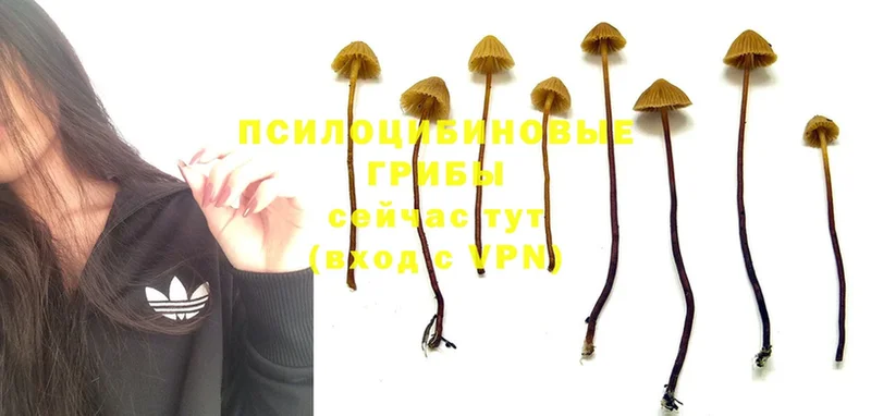 Псилоцибиновые грибы Psilocybine cubensis  Зверево 